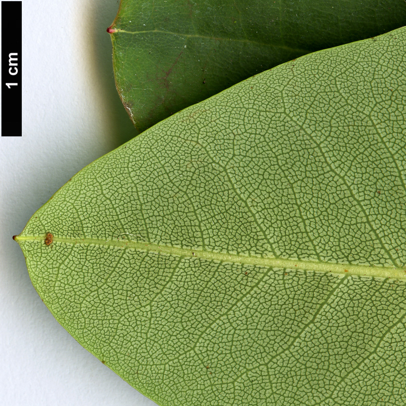 High resolution image: Family: Ericaceae - Genus: Rhododendron - Taxon: oreodoxa - SpeciesSub: var. fargesii High resolution image: Family: Ericaceae - Genus: Rhododendron - Taxon: oreodoxa - SpeciesSub: var. fargesii